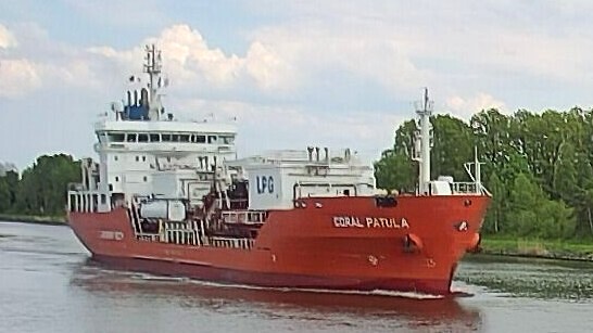 CORAL PATULA