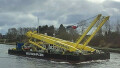 CORMORANT