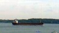 NAVIN KESTREL